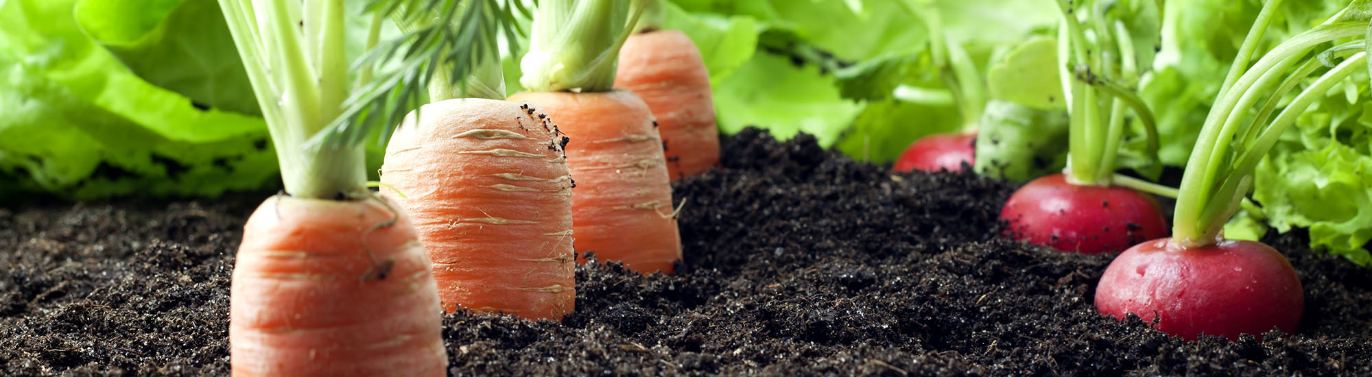 Vegetables Growing